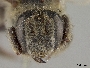 Megachile gravita image