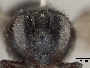 Megachile joergenseni image