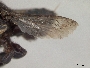 Megachile joergenseni image