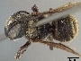 Image of Megachile aurantipennis
