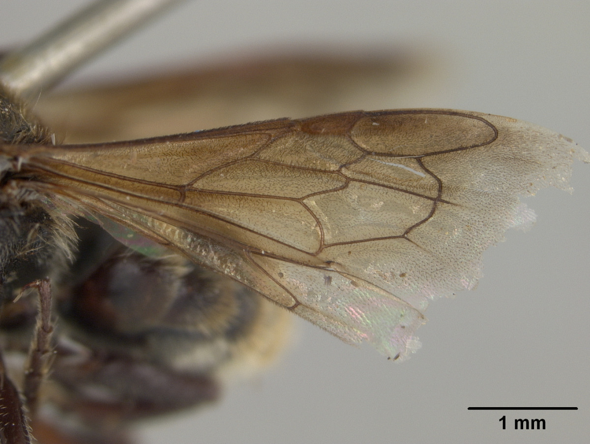 Megachile aurantipennis image