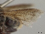 Megachile aurantipennis image