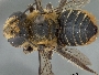 Megachile shortlandi image