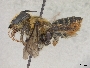 Megachile shortlandi image