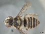 Megachile aurata image