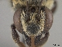 Megachile aurata image