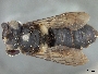Megachile bakeri image