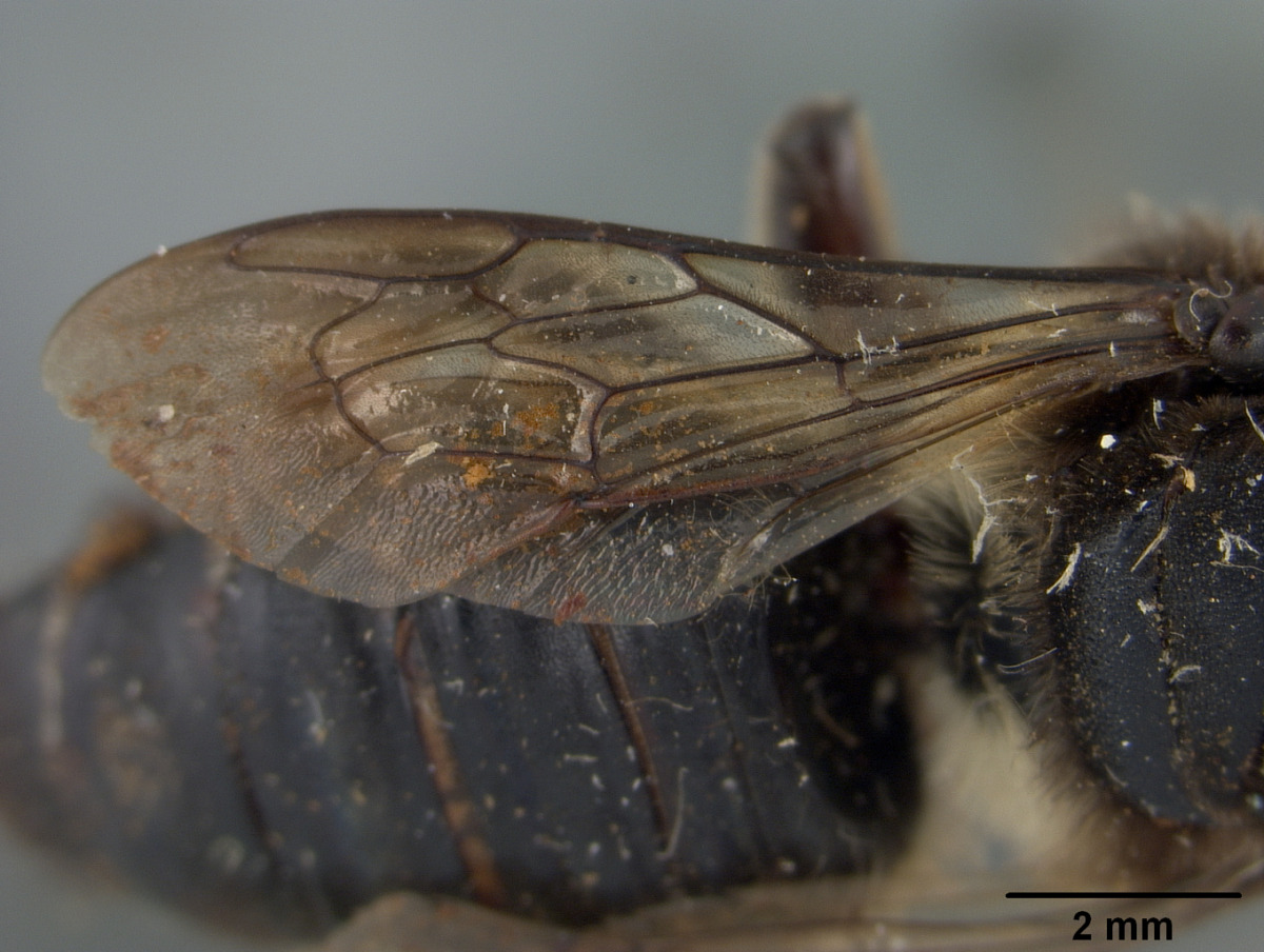 Megachile bakeri image