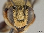 Megachile luctifera image