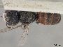 Megachile barvonensis image