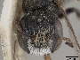 Megachile barvonensis image