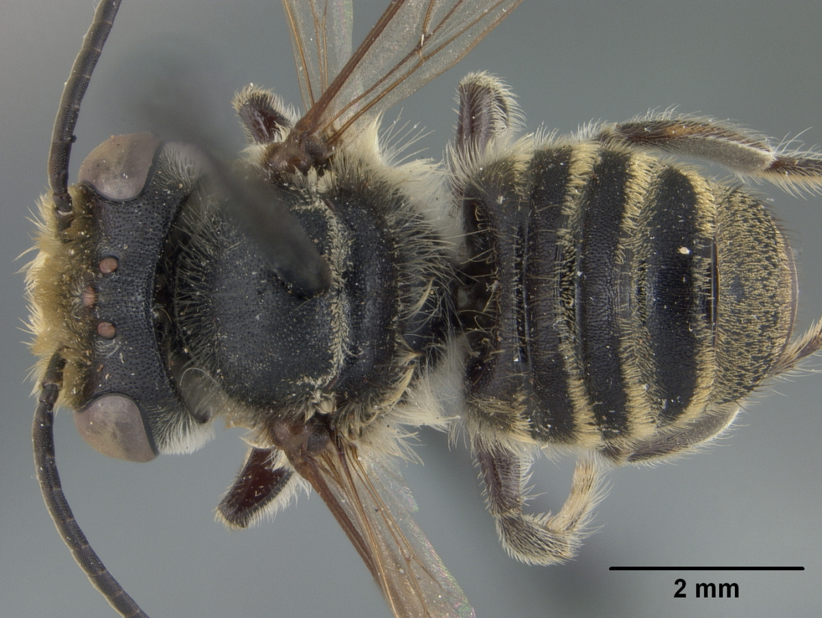 Megachile paulistana image