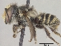 Megachile paulistana image