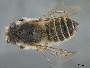 Megachile bentoni image