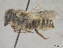 Megachile bentoni image
