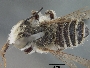 Image of Megachile townsendiana
