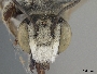 Megachile townsendiana image