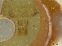Megachile brimleyi image