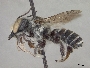 Megachile brimleyi image