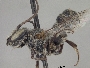 Megachile browni image