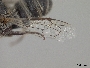 Megachile browni image