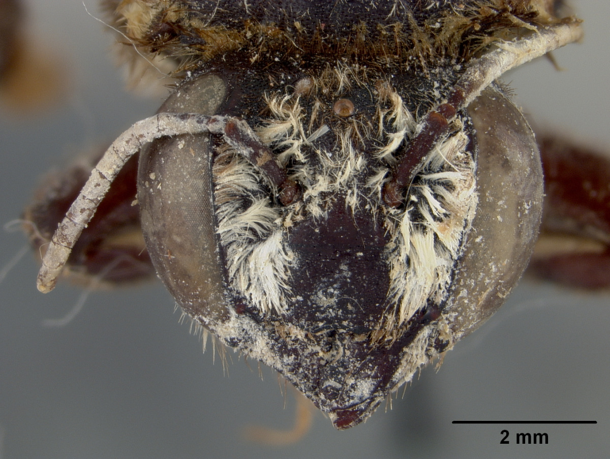 Megachile bicolor image