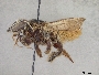 Megachile bicolor image