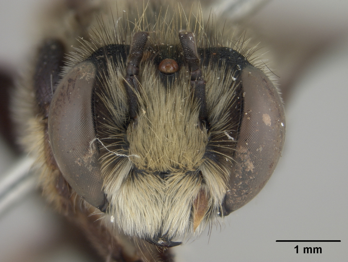 Megachile diligens image