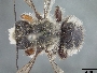Image of Megachile melanophaea