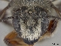 Megachile melanophaea image