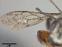Megachile melanophaea image