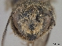 Megachile caricina image