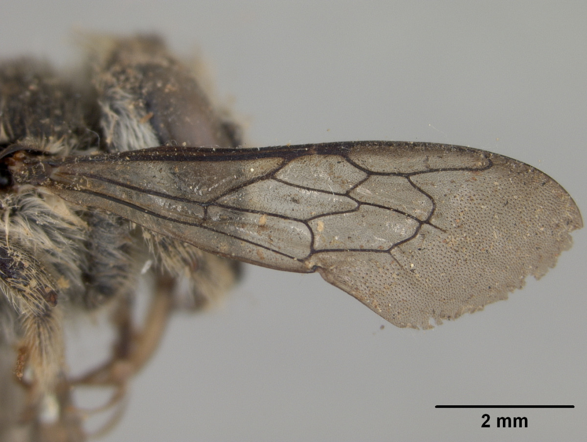 Megachile caricina image