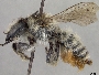 Megachile analis image