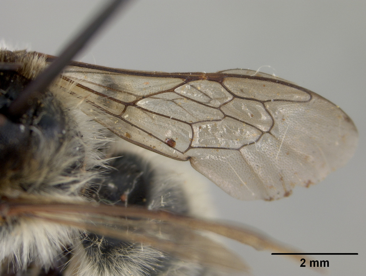 Megachile analis image