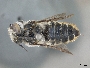 Megachile chlorura image