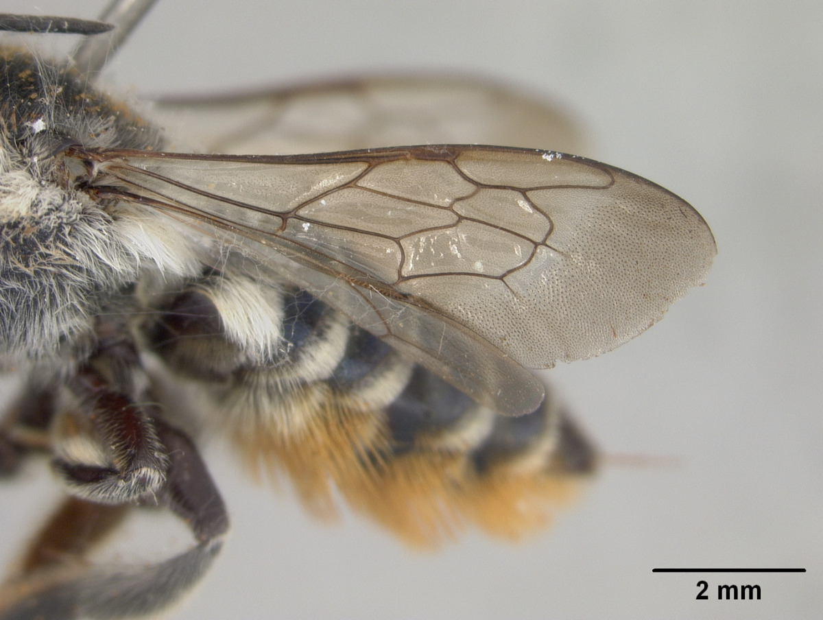 Megachile chlorura image