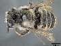 Image of Megachile manifesta