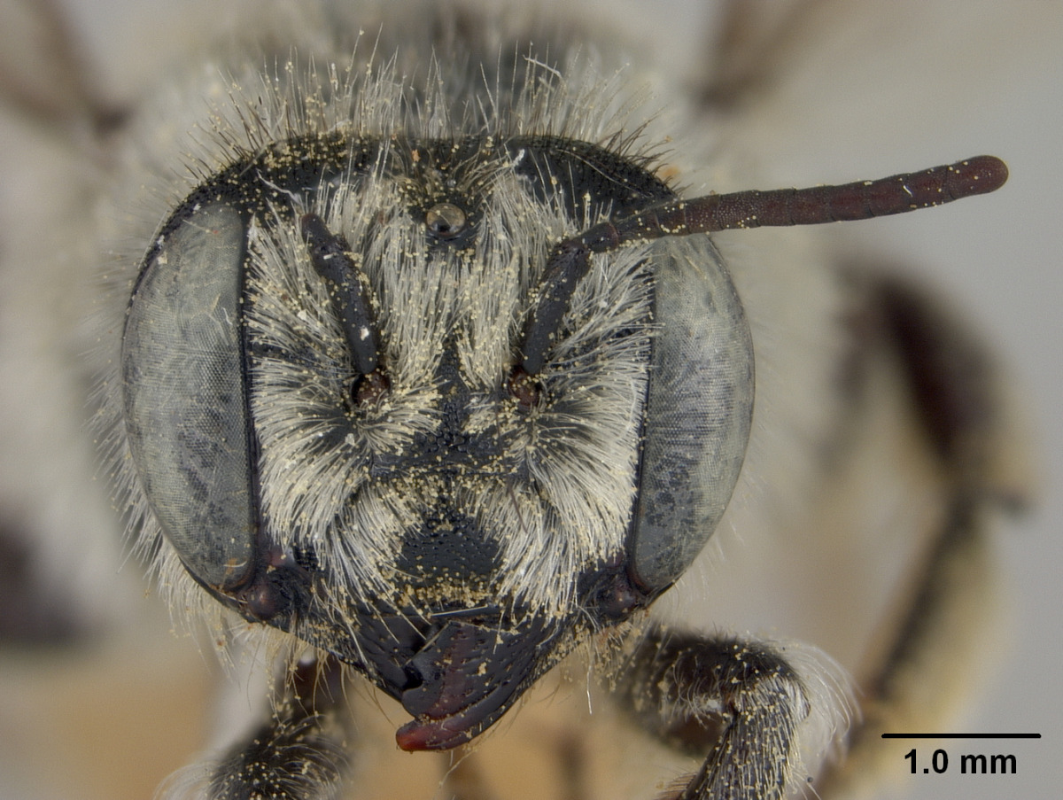 Megachile manifesta image