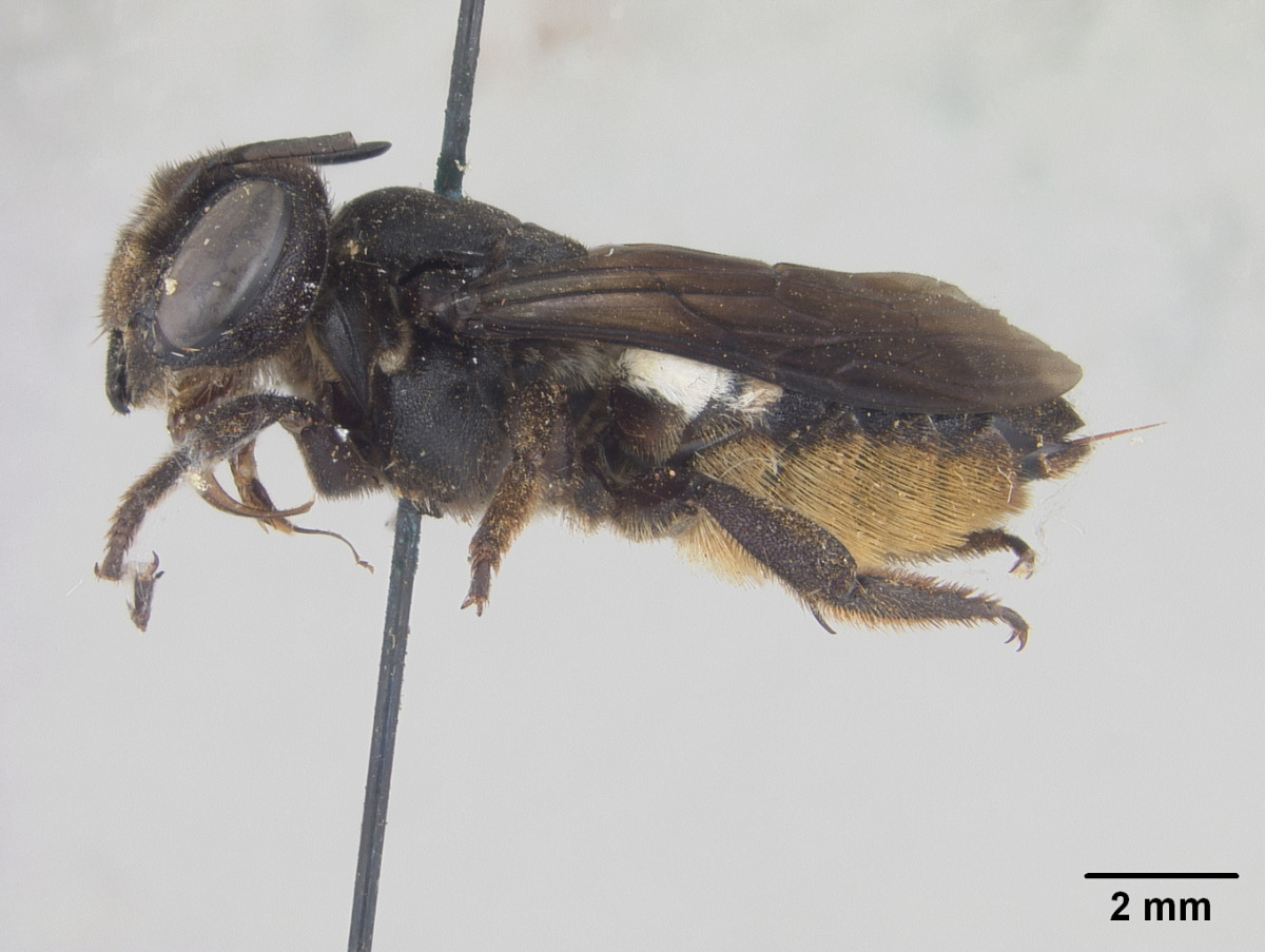 Megachile cincturata image
