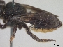 Megachile cincturata image