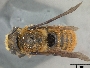 Megachile cockerelli image