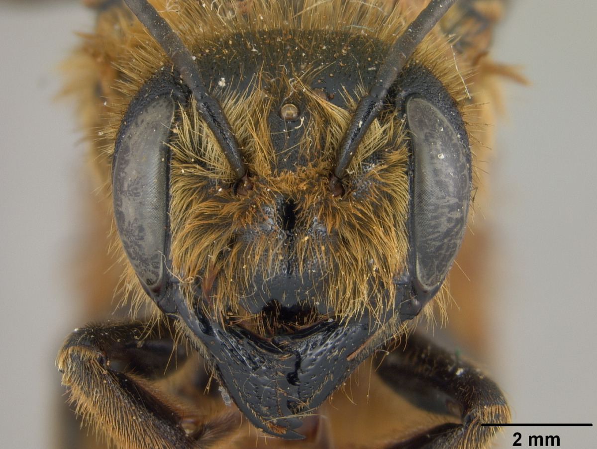 Megachile cockerelli image