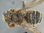 Image of Megachile cochisiana