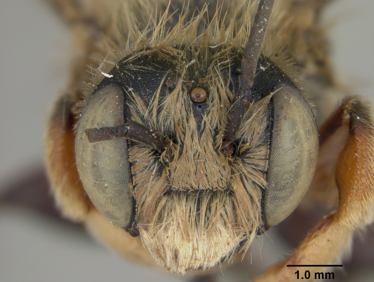Megachile cochisiana image