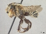 Megachile cochisiana image