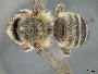 Megachile comata image