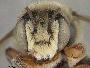 Megachile comata image