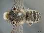 Image of Megachile coquilletti