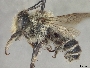Megachile inermis image